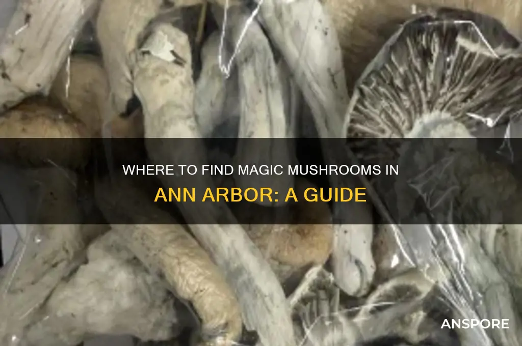 where can i buy magic mushrooms in ann arbor