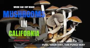 Where to Buy Magic Mushrooms in California: A Comprehensive Guide