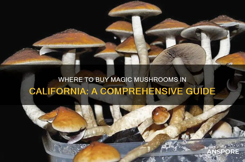 where can i buy magic mushrooms in california