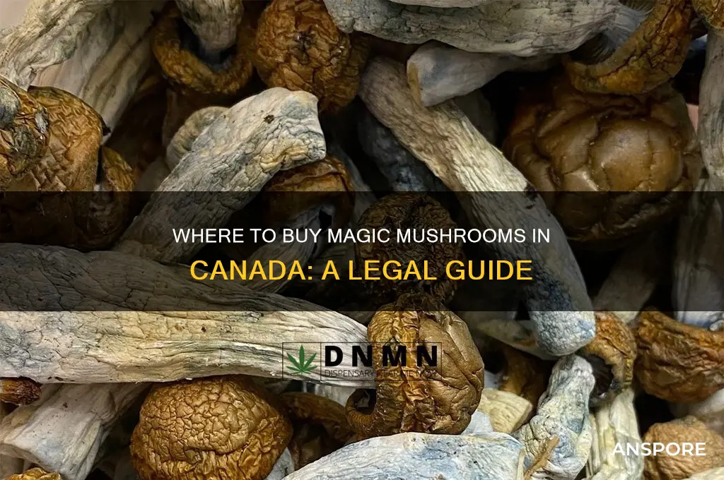 where can i buy magic mushrooms in canada