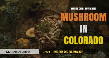 Where to Buy Magic Mushrooms in Colorado: A Legal Guide