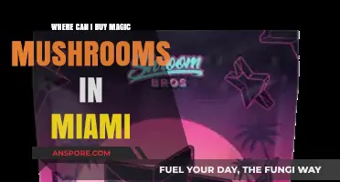 Discover Miami's Top Spots to Purchase Magic Mushrooms Safely