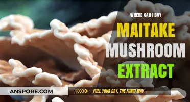 Discover Top Sources to Buy Maitake Mushroom Extract Online