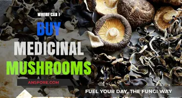 Discover Top Sources to Buy Medicinal Mushrooms for Wellness