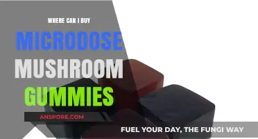 Where to Buy Microdose Mushroom Gummies: Top Sources and Tips