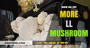 Discover Top Retailers to Buy More Lion's Mane Mushrooms Today