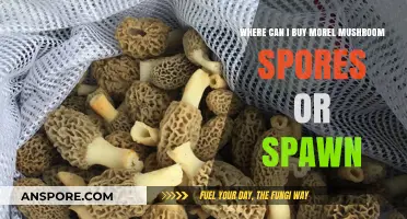 Where to Buy Morel Mushroom Spores or Spawn: A Guide
