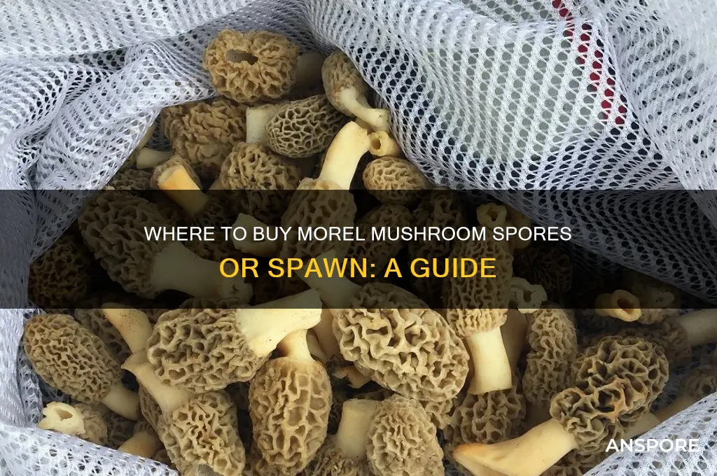 where can i buy morel mushroom spores or spawn