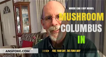 Discover Morel Mushrooms in Columbus: Top Local Buying Spots