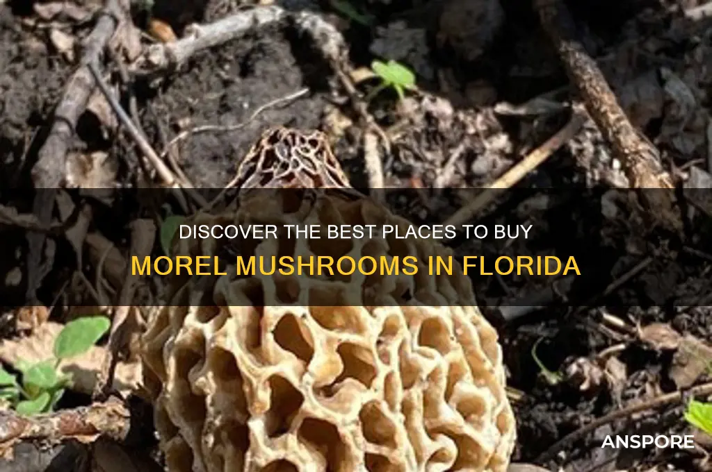 where can i buy morel mushrooms in florida
