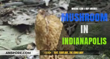 Discover Morel Mushrooms: Top Indianapolis Spots to Buy Fresh