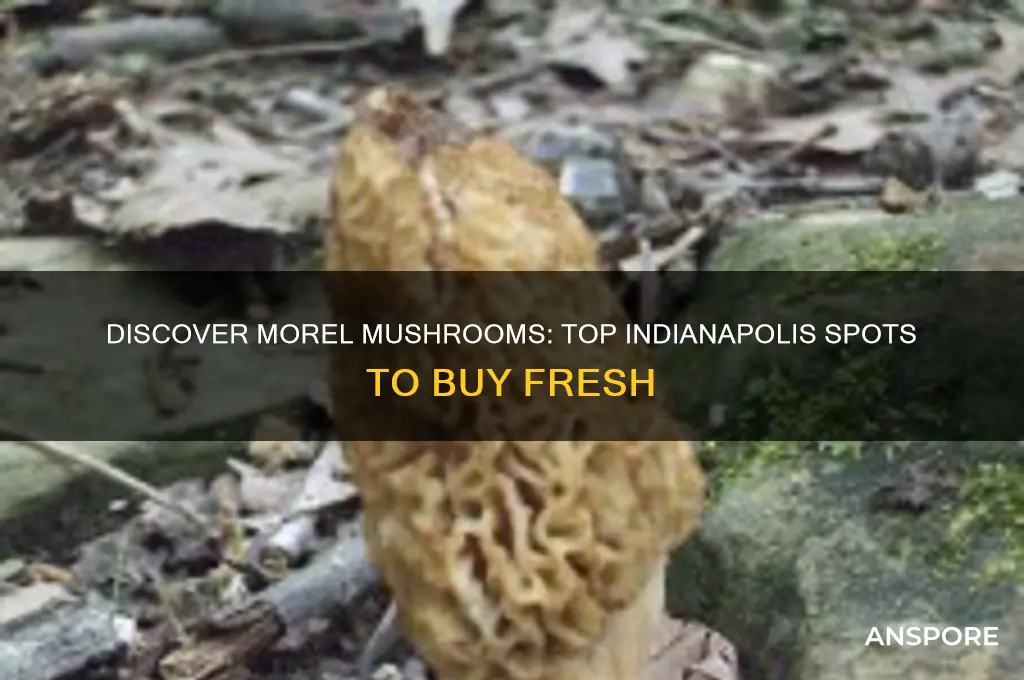 where can i buy morel mushrooms in indianapolis