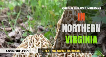 Discover Morel Mushrooms: Top Spots to Buy in Northern Virginia
