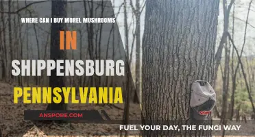 Where to Buy Morel Mushrooms in Shippensburg, Pennsylvania: A Guide