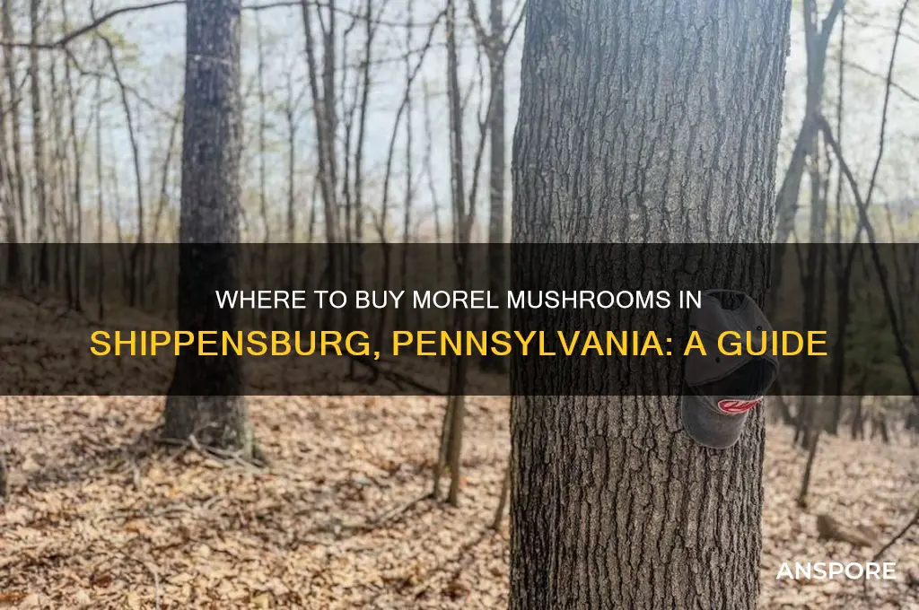 where can i buy morel mushrooms in shippensburg pennsylvania