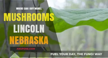 Best Spots to Buy Morel Mushrooms in Lincoln, Nebraska