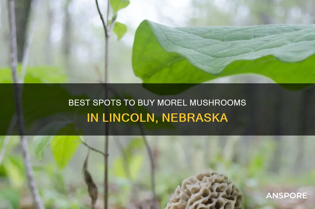 where can i buy morel mushrooms lincoln nebraska