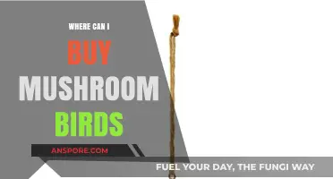 Discover Unique Mushroom Birds: Top Retailers and Online Stores to Buy