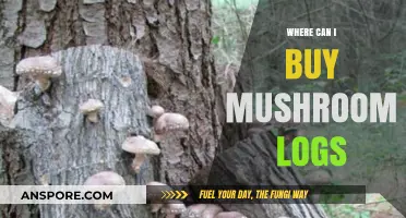 Best Places to Purchase Mushroom Logs for Home Cultivation