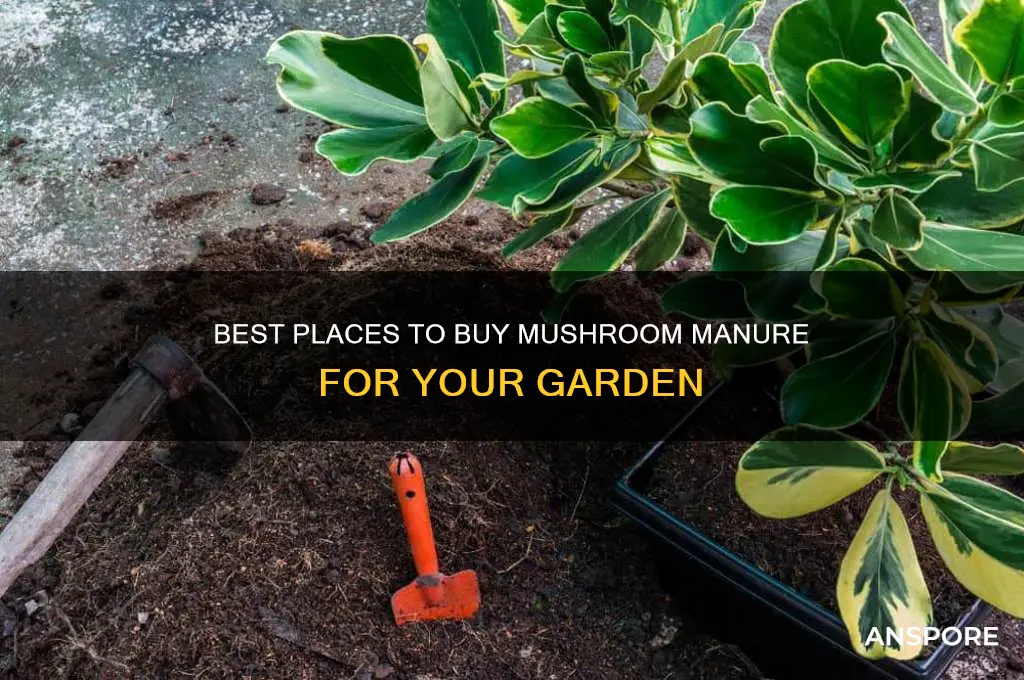 where can i buy mushroom manure