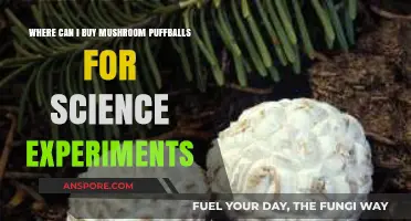 Where to Buy Mushroom Puffballs for Science Experiments: A Guide