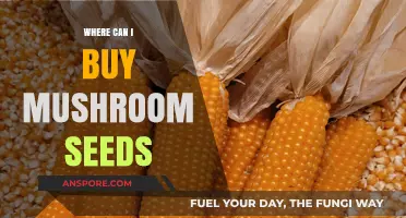 Where to Buy Mushroom Seeds: A Comprehensive Guide for Growers