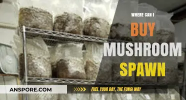 Where to Buy Mushroom Spawn: Top Sources for Home Growers