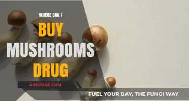 Where to Safely Purchase Psilocybin Mushrooms: A Comprehensive Guide
