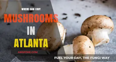Discover Atlanta's Best Spots to Buy Fresh Mushrooms Locally