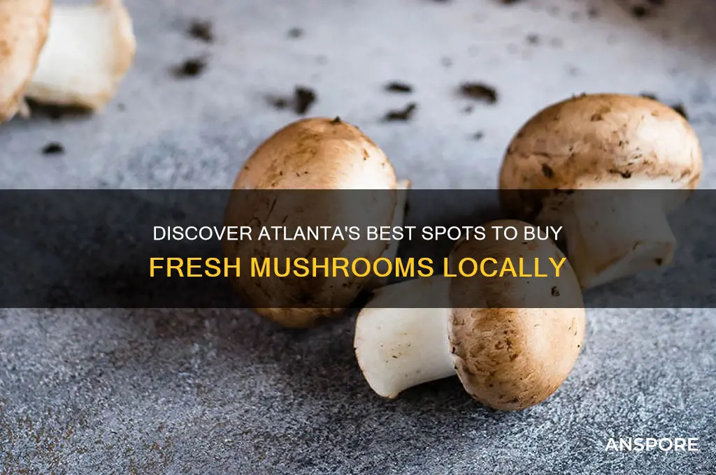 where can i buy mushrooms in atlanta