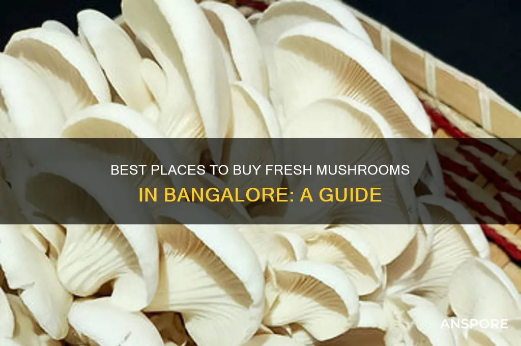 where can i buy mushrooms in bangalore
