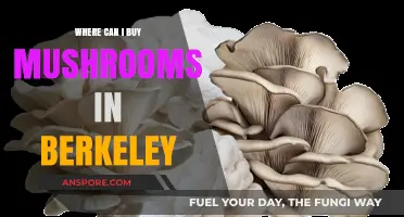 Discover the Best Spots to Buy Fresh Mushrooms in Berkeley