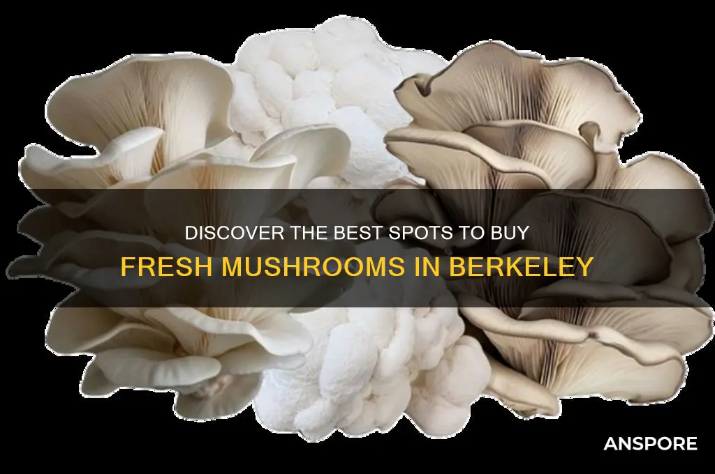 where can i buy mushrooms in berkeley