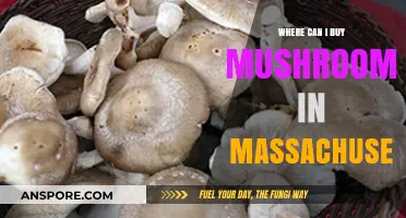 Best Places to Buy Fresh Mushrooms in Massachusetts: A Guide
