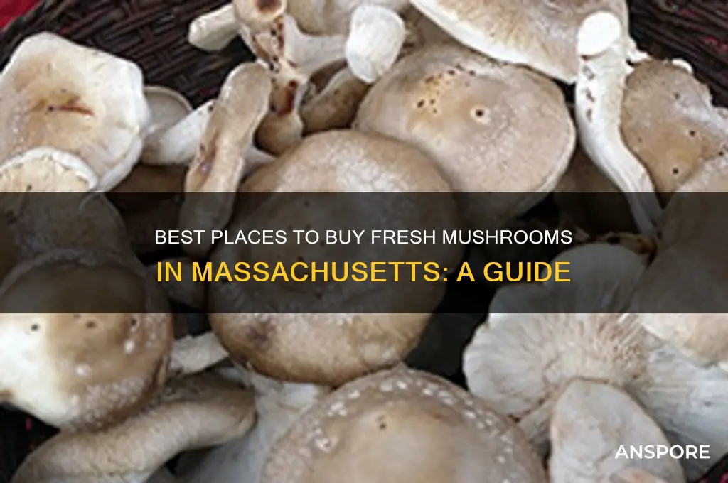 where can i buy mushrooms in massachusetts