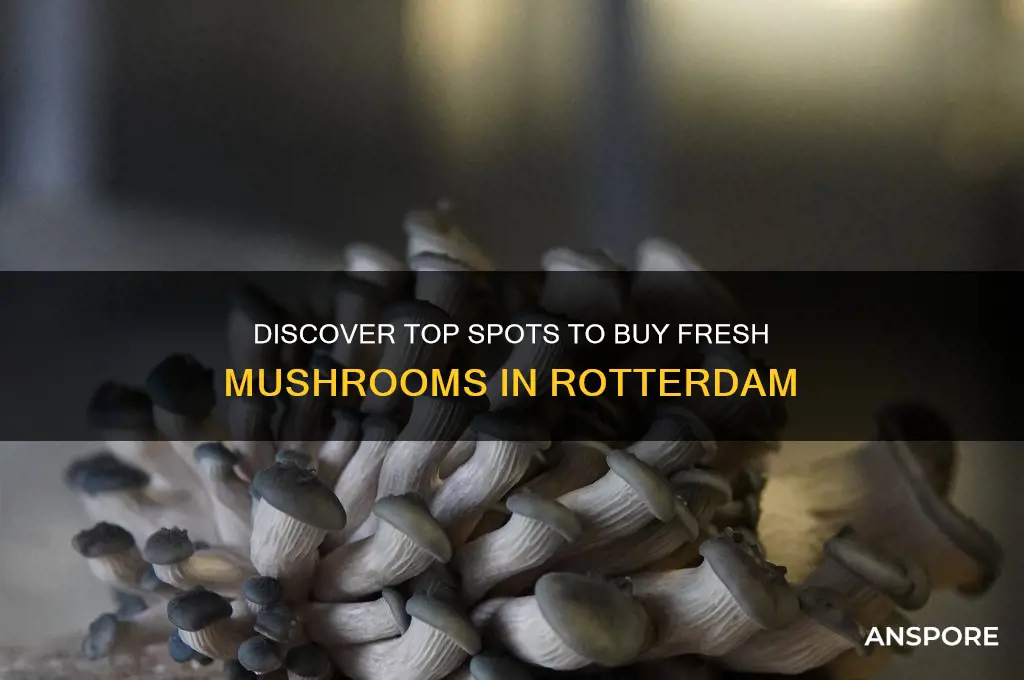 where can i buy mushrooms in rotterdam