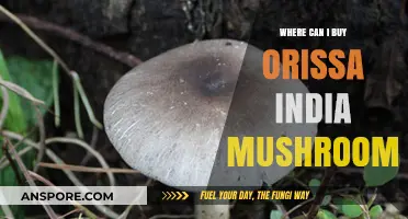 Discover Where to Buy Authentic Orissa India Mushrooms Online & Locally