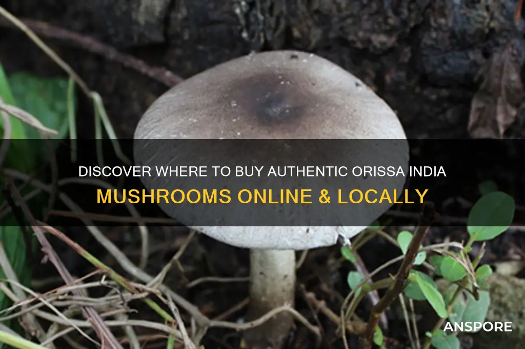 where can i buy orissa india mushrooms