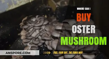 Discover Top Retailers to Buy Oster Mushrooms Near You