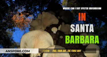 Discover Santa Barbara's Best Spots to Buy Oyster Mushrooms