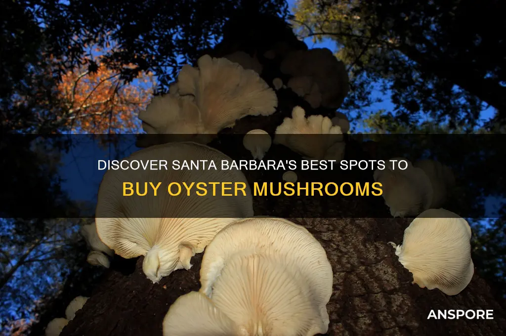 where can i buy oyster mushroom in santa barbara