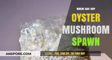 Where to Buy Oyster Mushroom Spawn: Top Sources and Tips