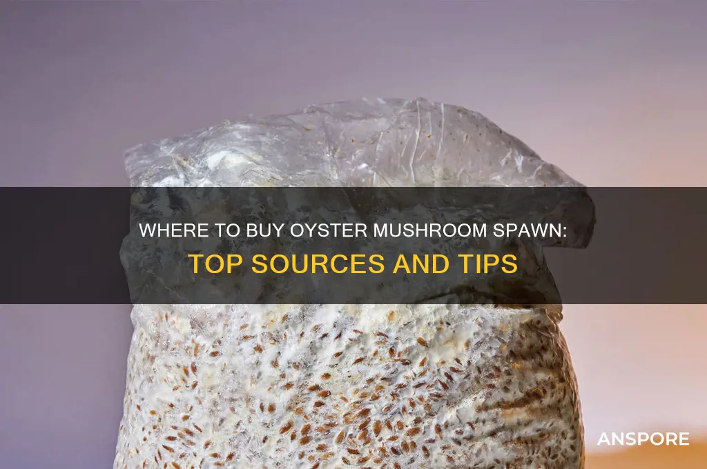 where can i buy oyster mushroom spawn