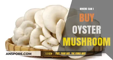 Discover Top Local and Online Sources to Buy Oyster Mushrooms