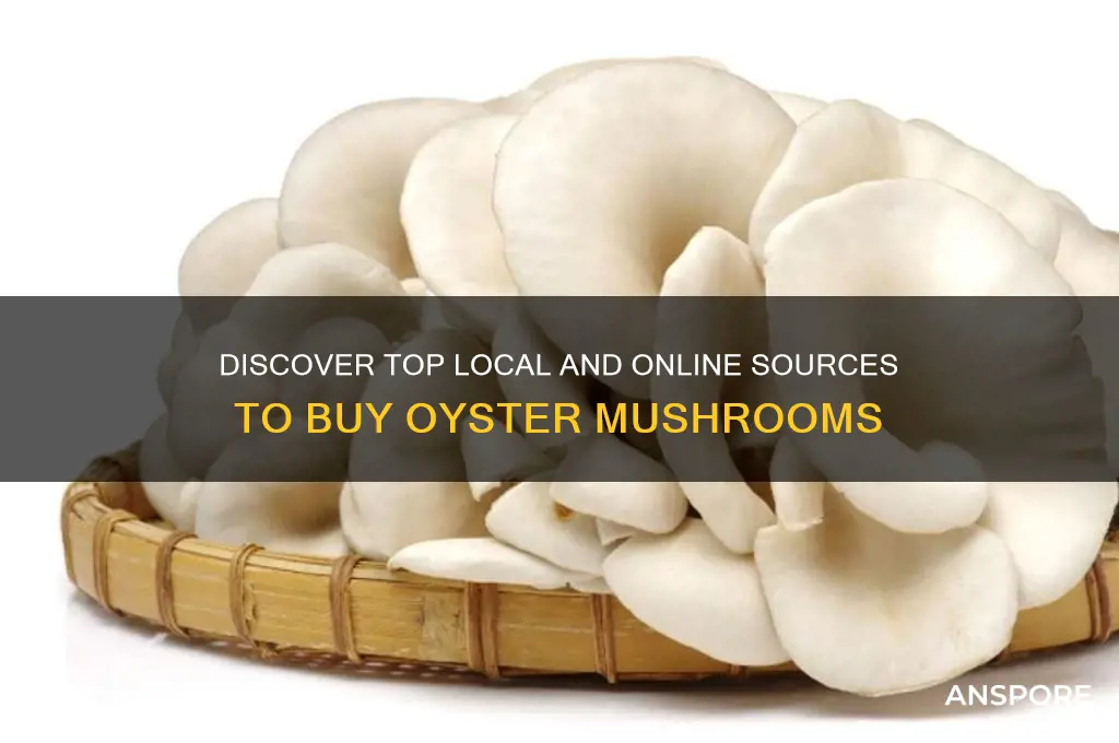 where can i buy oyster mushroom