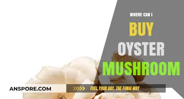 Discover Top Places to Buy Fresh Oyster Mushrooms Easily
