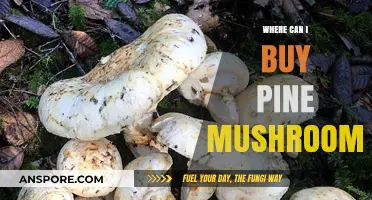 Discover the Best Places to Buy Fresh Pine Mushrooms Online
