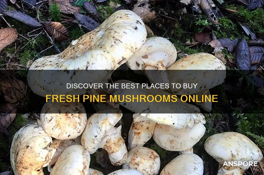 where can i buy pine mushrooms