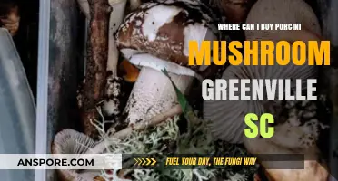 Where to Buy Porcini Mushrooms in Greenville, SC: Top Spots