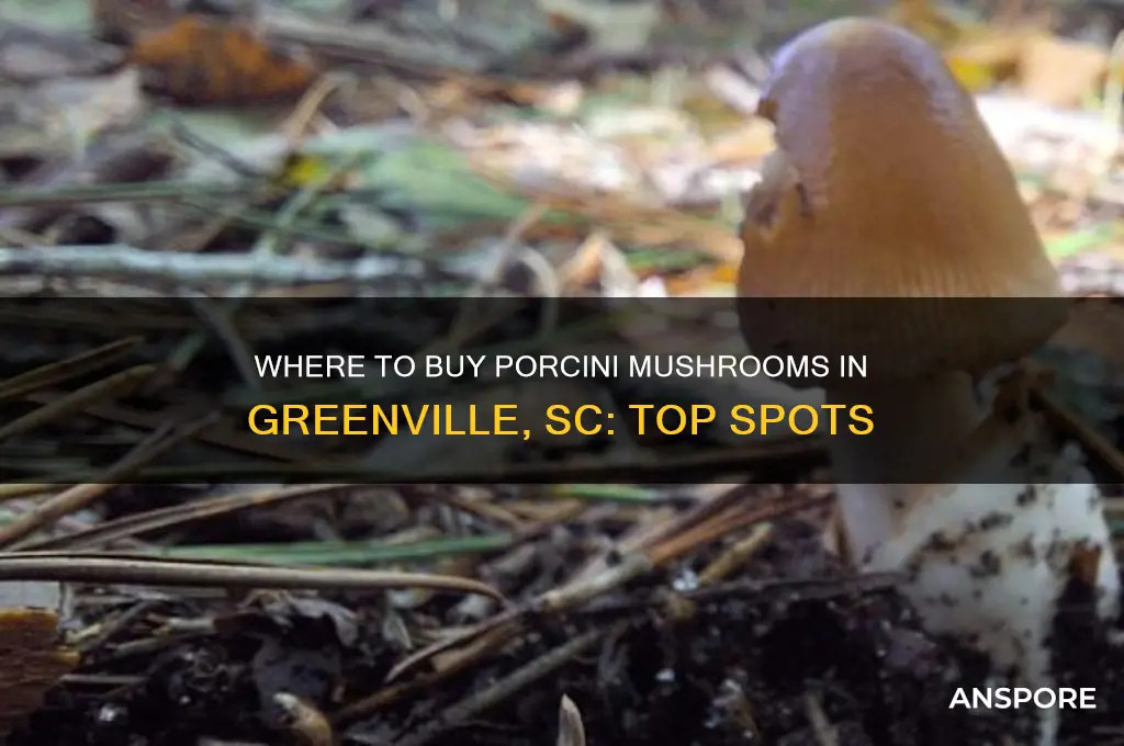 where can i buy porcini mushrooms greenville sc